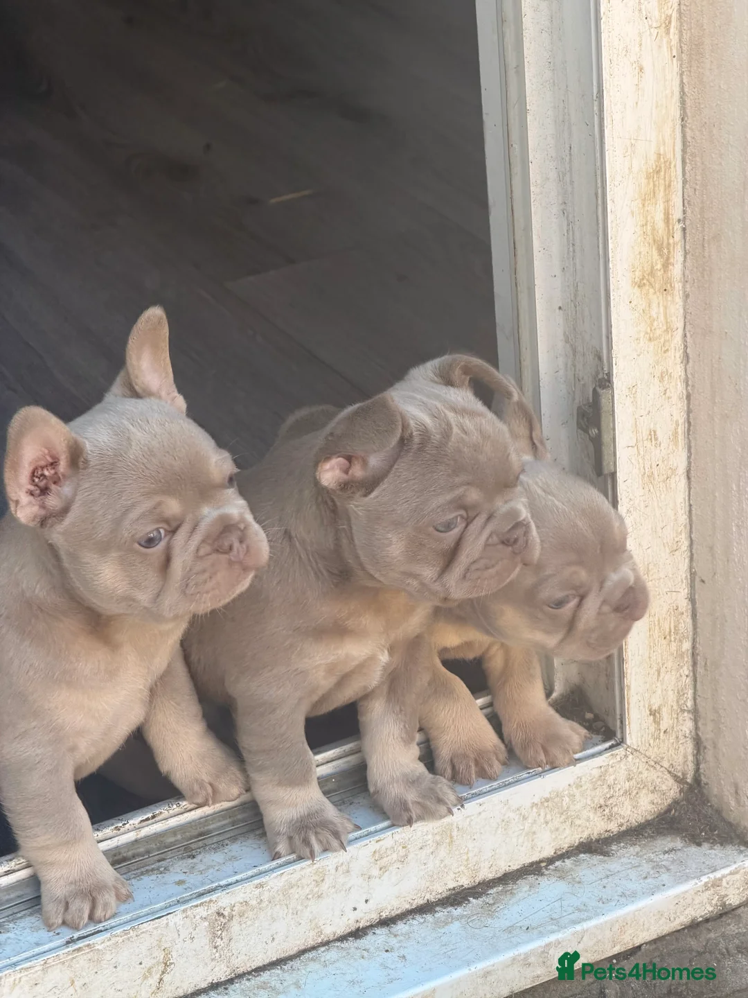 French Bulldog dogs for sale: 3 boys 2 girls in London - Advert 2