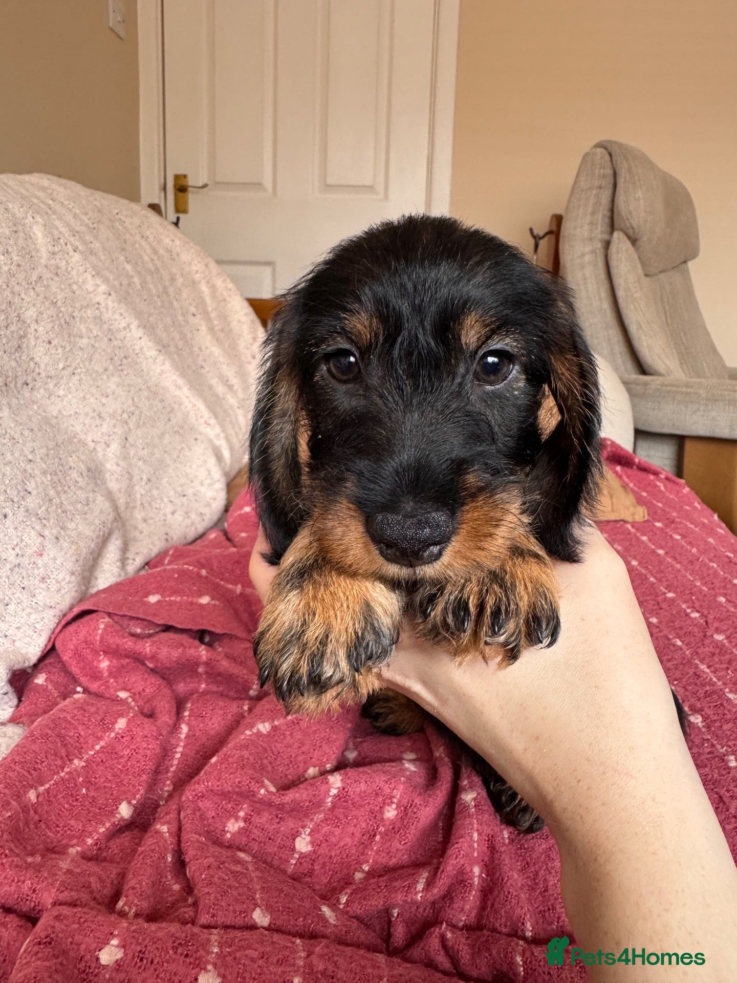 Dachshund dogs 5 Standard Wirehaired Daschunds  - Advert 8