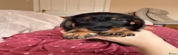 Dachshund dogs for sale: 5 Standard wire hair daschunds - Advert 1