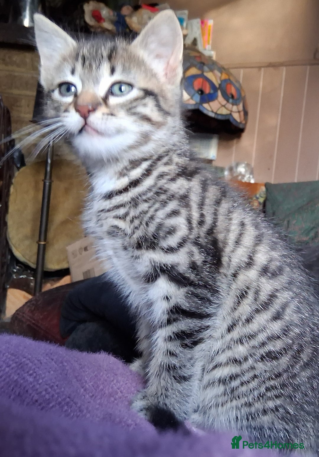 Mixed Breed cats for sale: ⭐️⭐️Stunning Russian Blue X Bengal Kittens ⭐️⭐️⭐️ - Advert 37