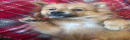 German Spitz dogs for sale: 16 month female German spitz - Advert 2