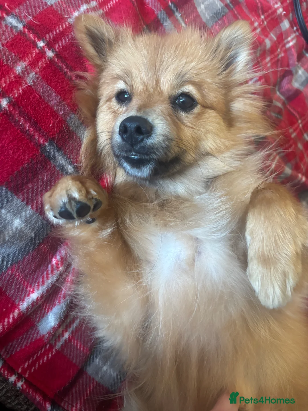 German Spitz dogs for sale: 16 month female German spitz - Advert 2