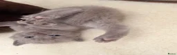 British Shorthair cats for sale: BSH kittens  - Advert 9
