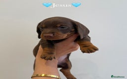 Dachshund dogs for sale: dachshund puppy’s for sale - Image 11