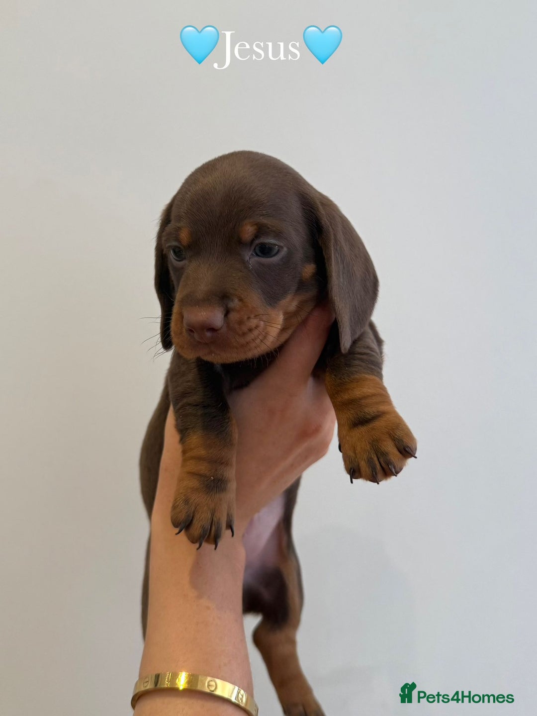 Dachshund dogs for sale: dachshund puppy’s for sale - Image 11