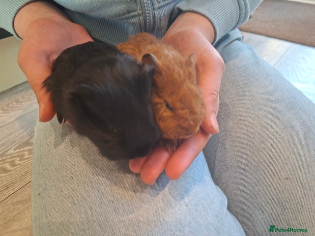 Guinea Pig rodents Guinea pigs 4 boys(babies) 3 female (5mo) - Advert 1
