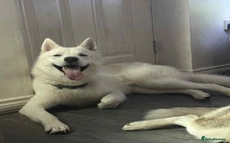 Siberian Husky dogs for sale: Friendly Siberian Husky Male - Image 6
