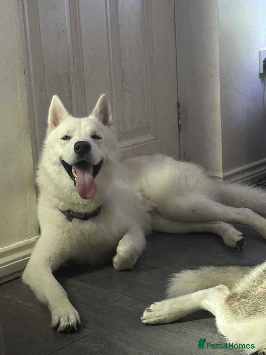 Siberian Husky dogs for sale: Friendly Siberian Husky Male - Image 6