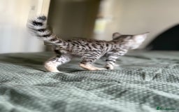 Savannah cats for sale: KIWANGA PEDIGREE F3 SAVANNAH KITTENS  - Image 39