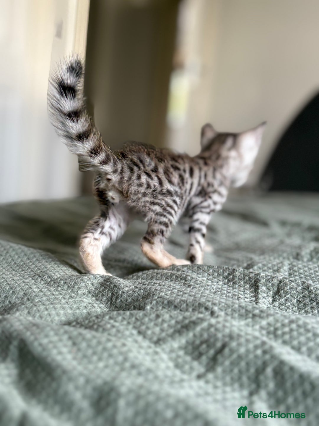 Savannah cats for sale: KIWANGA PEDIGREE F3 SAVANNAH KITTENS  - Image 39