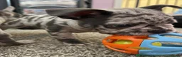 French Bulldog dogs for sale: Adorable French Bulldog Puppies in Inverness - Advert 9