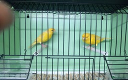 Canaries birds for sale: Canaries  - Image 3