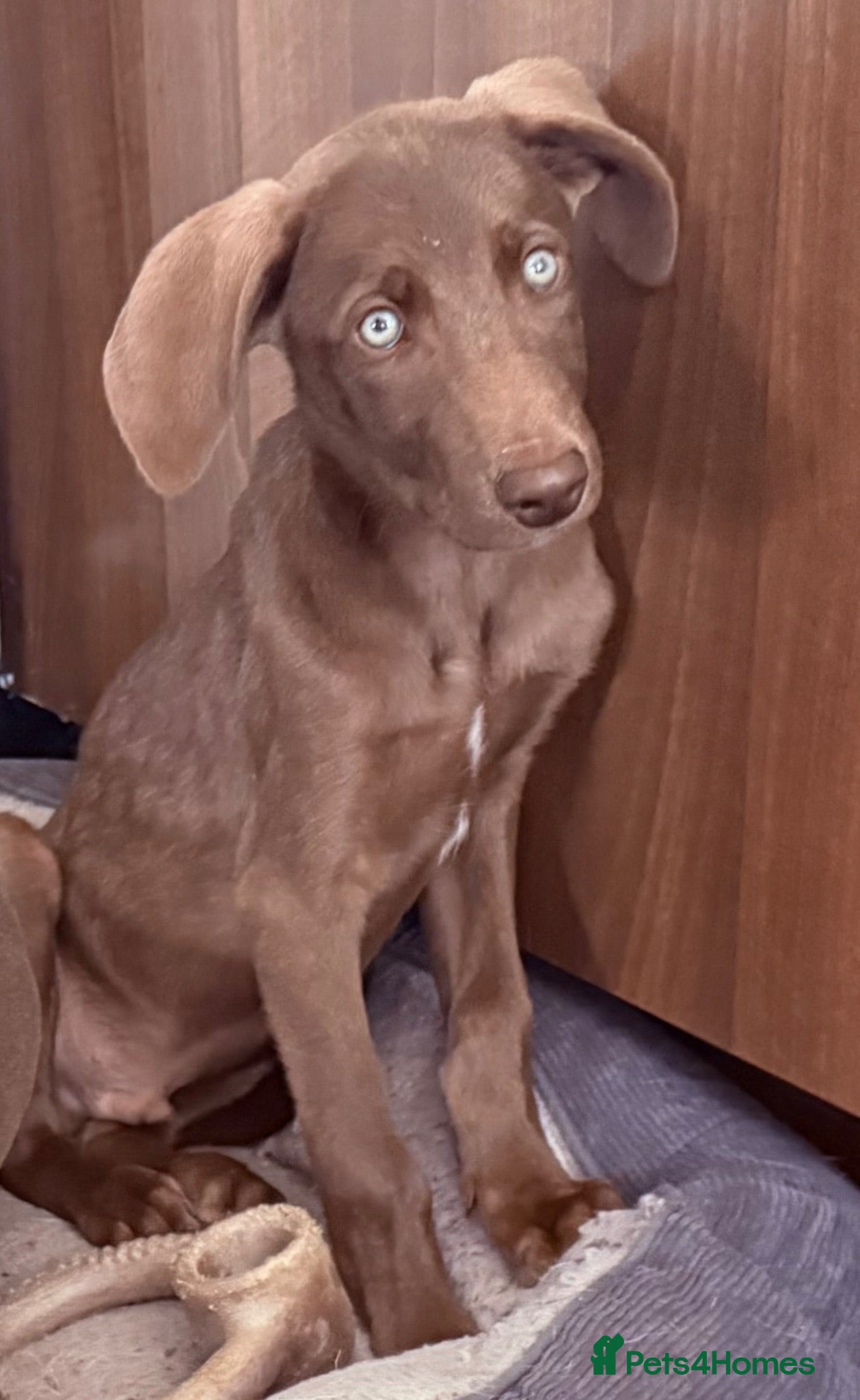 Mixed Breed dogs Waiting to Go -Stunning Husky Shepherd x Weim Boys - Advert 2