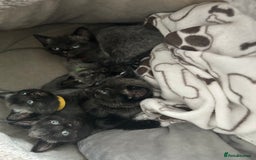 Mixed Breed cats for sale: Gorgeous kittens - Image 1