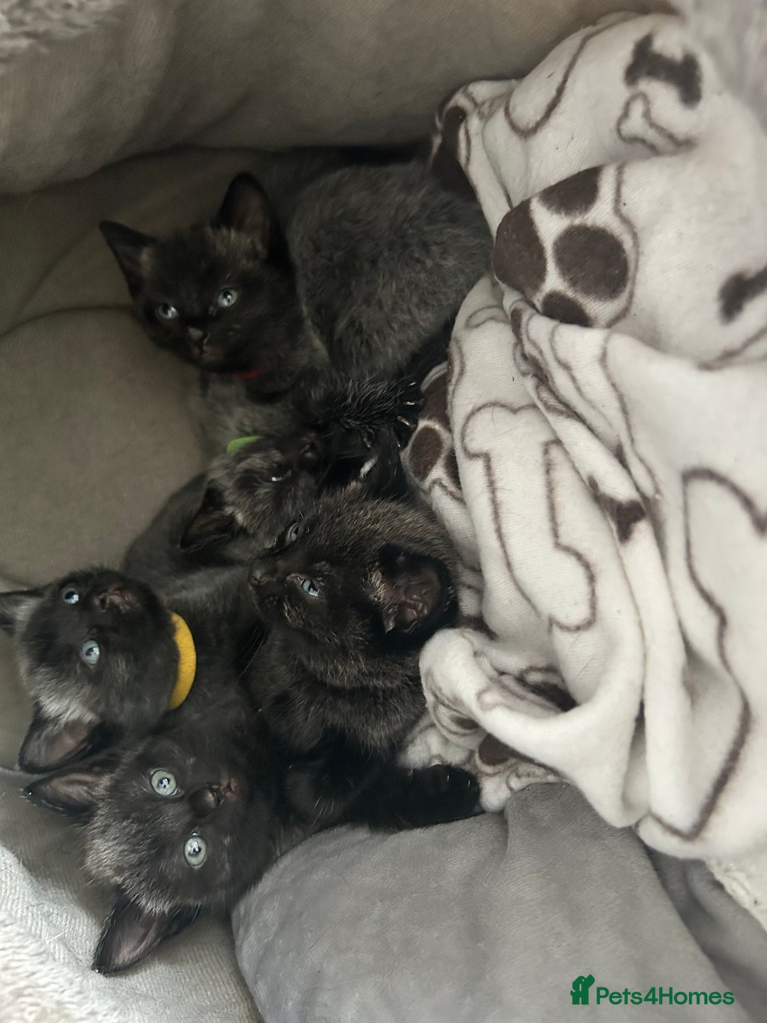 Mixed Breed cats for sale: Gorgeous kittens - Image 1