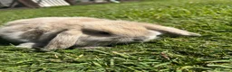 Mini Lop rabbits for sale: Mini lop female  - Advert 2