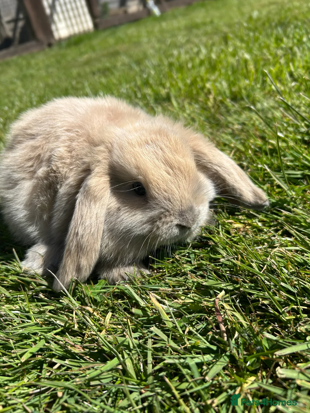 Mini Lop rabbits for sale: Mini lop female  - Advert 2