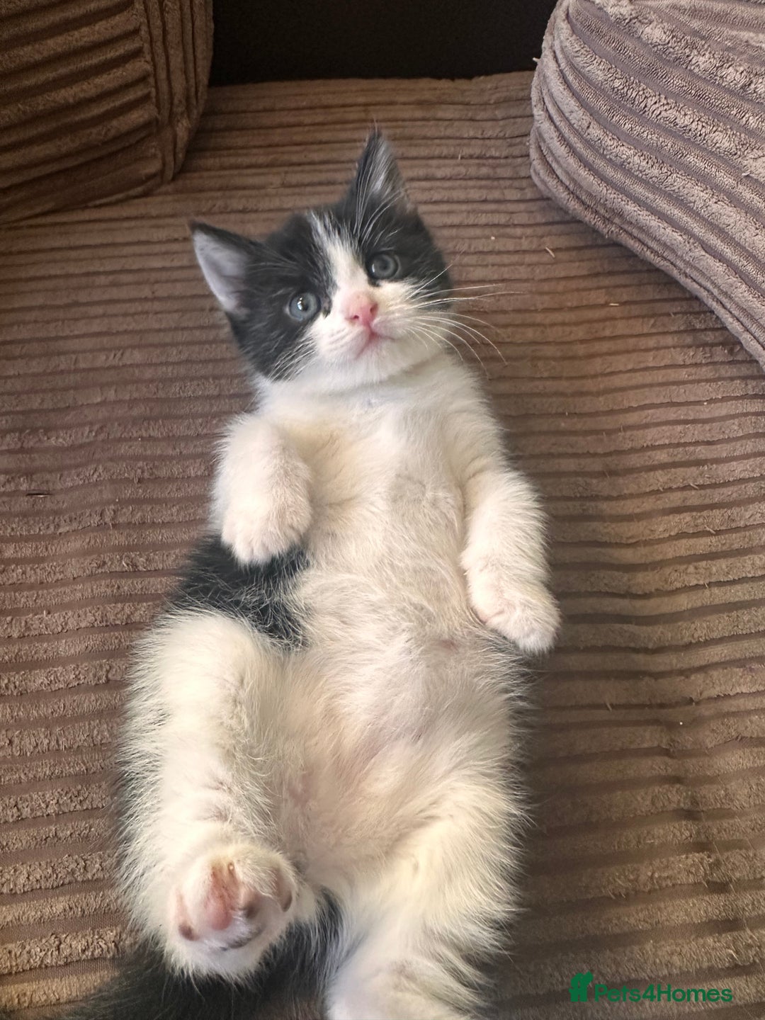 Ragdoll cats for sale: Adorable Ragdoll cross Male Kitten Available  - Advert 2