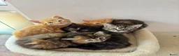 Mixed Breed cats for sale: Ginger-Tabby-Tortoiseshell kittens - Advert 1