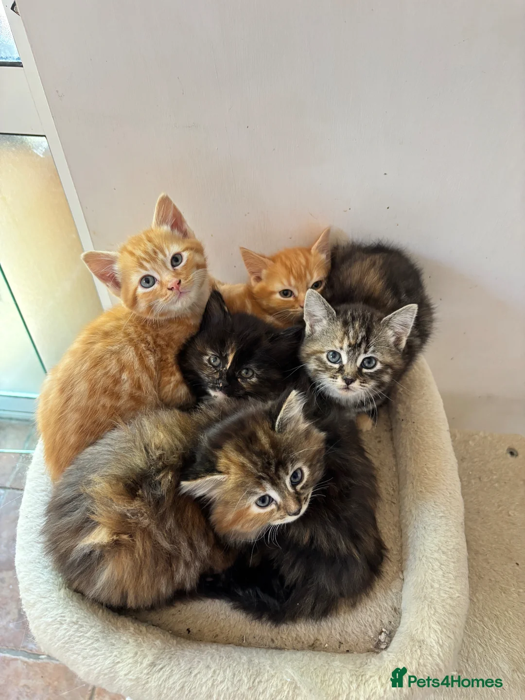 Mixed Breed cats for sale: Ginger-Tabby-Tortoiseshell kittens - Advert 1