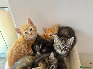 Mixed Breed cats Ginger-Tabby-Tortoiseshell kittens - Advert 1