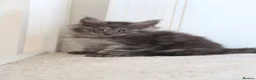 Maine Coon cats for sale: RUSSIAN XL GCCF SMOKE KITTENS - Advert 6