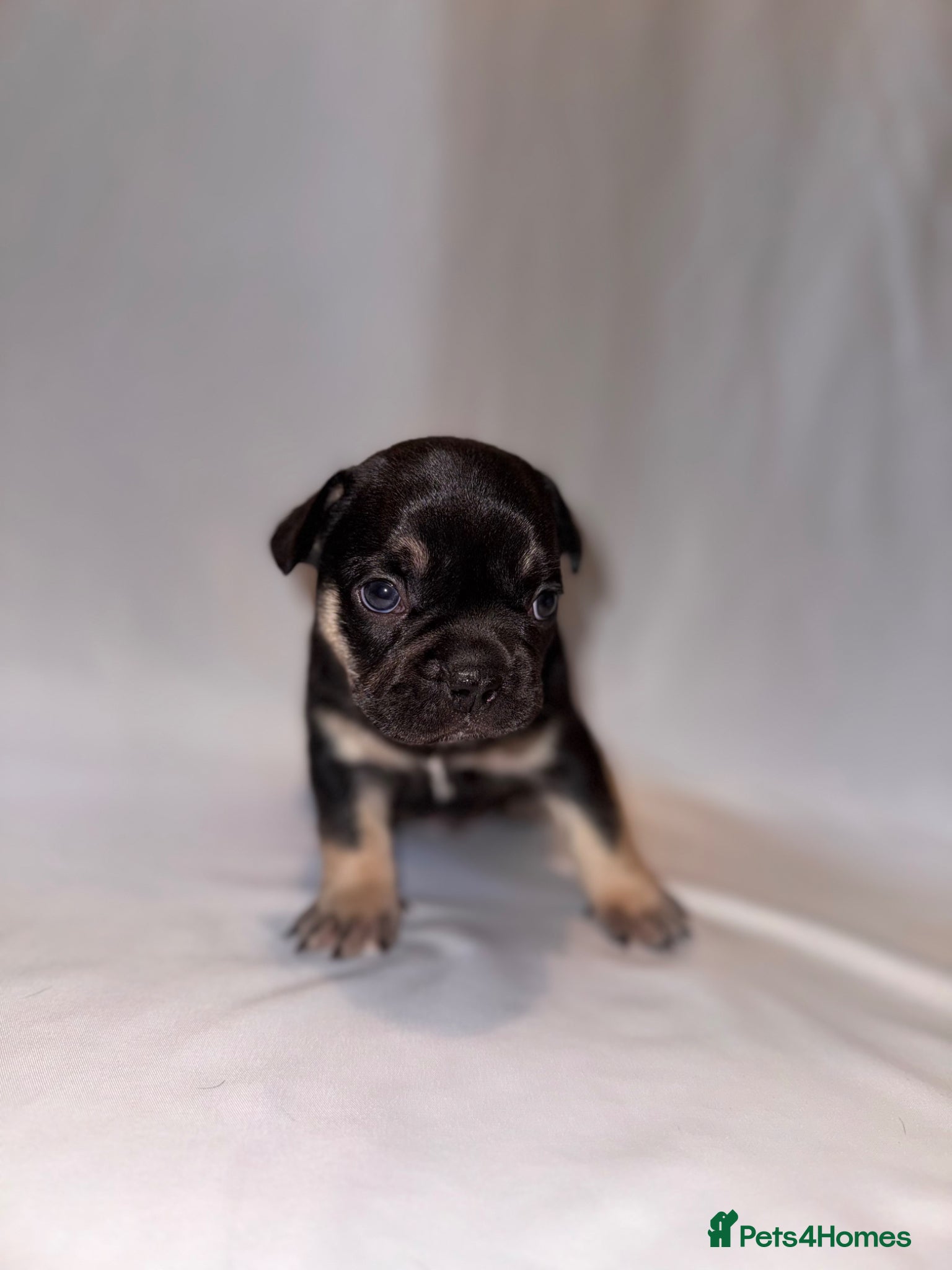 Black and Tan boy
