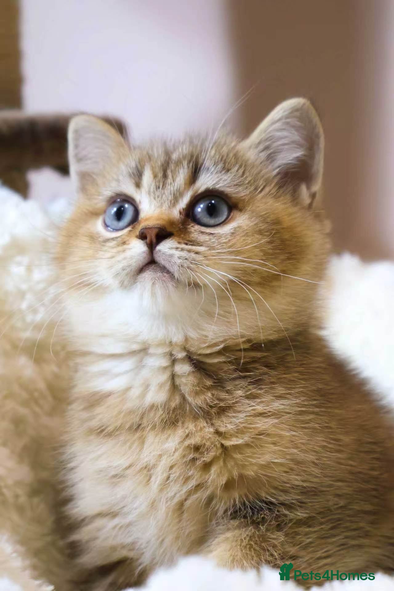 British Shorthair cats Super cute and pedigree British shorthair - Advert 16