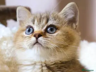 British Shorthair cats Super cute and pedigree British shorthair - Advert 16