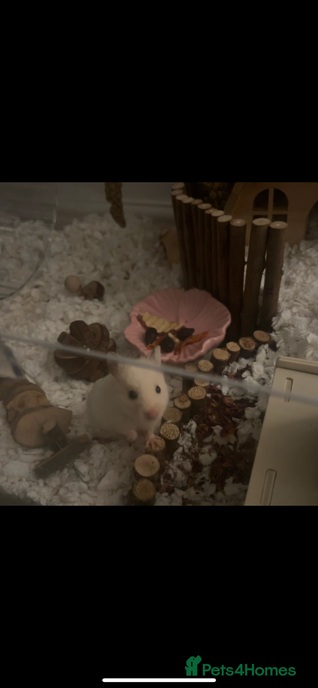 Hamster rodents for sale: Male Hamster, Cage, Accessories Included - Image 2