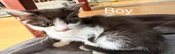 British Shorthair cats for sale: Adorable litter of 7 kittens - Advert 6
