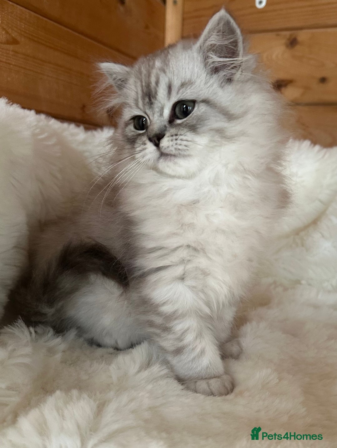 RagaMuffin cats for sale: AUTHENTIC RAGAMUFFIN KITTENS  - Advert 5