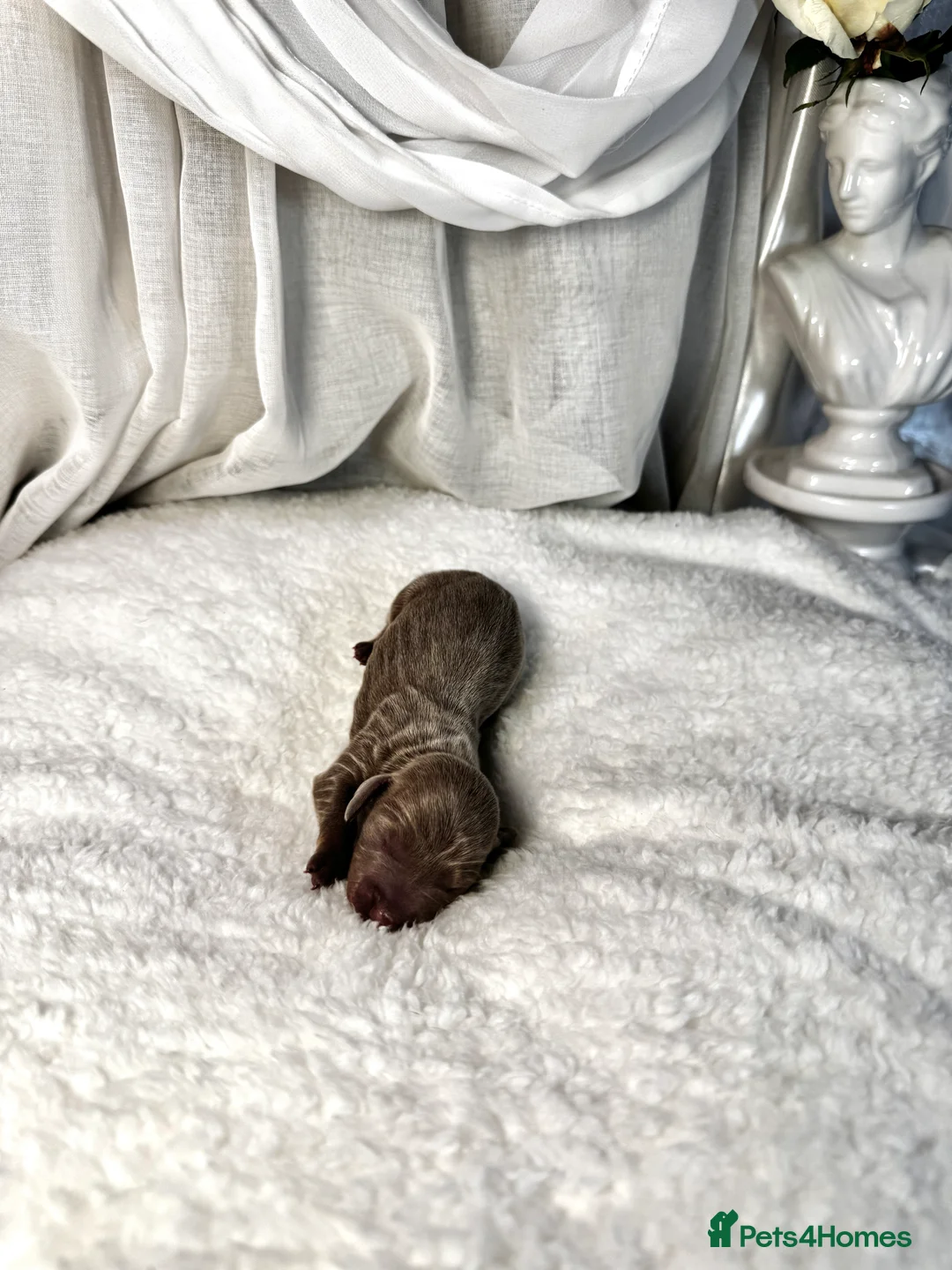 Miniature Dachshund dogs for sale: MINI DACHSHUND PUPPIES💕 KC REGISTERED/PRA CLEAR  - Advert 8