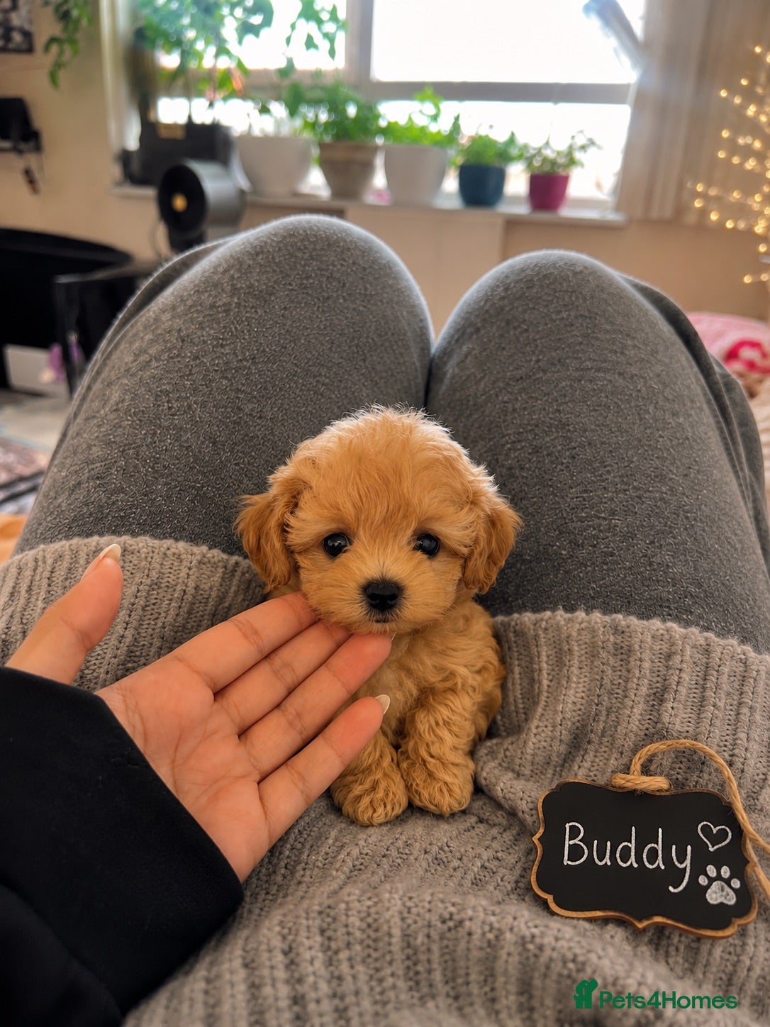 Maltipoo dogs Asian Maltipo Puppies XS Teddy Bear Faces Expected - Advert 9