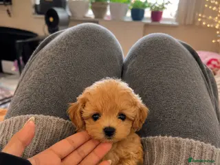 Maltipoo dogs Asian Maltipo Puppies XS Teddy Bear Faces Expected - Advert 9