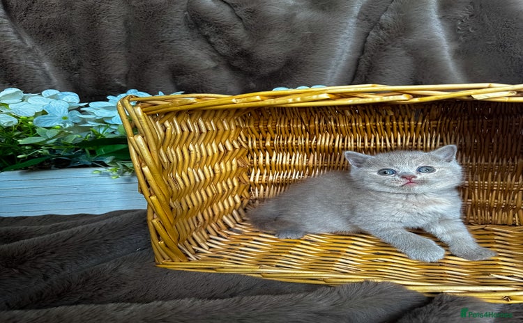 British Shorthair cats - Advert 14