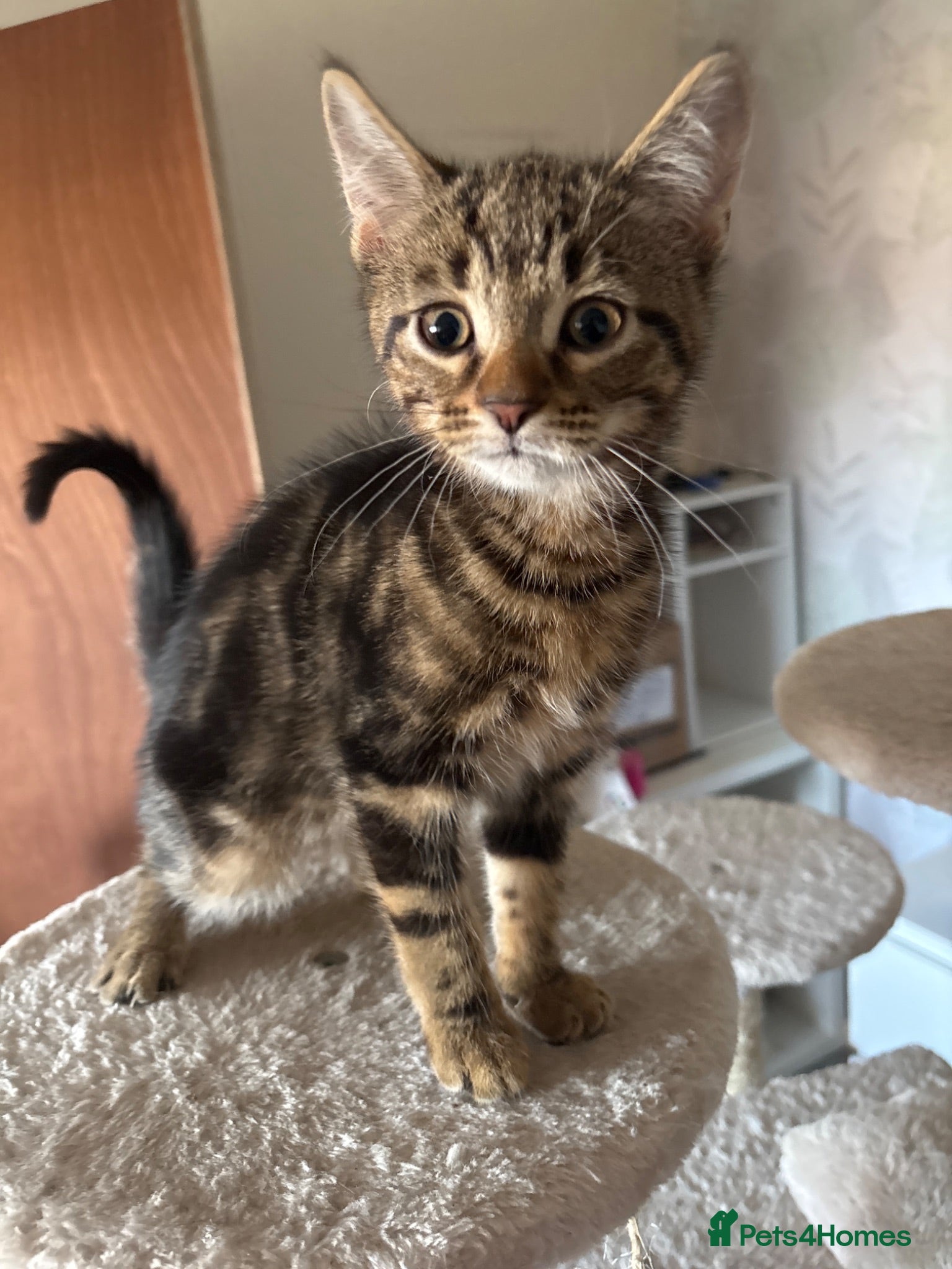 Mixed Breed cats Ready to leave  - Advert 6