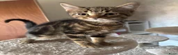 Mixed Breed cats for sale: Ready to leave  - Advert 3
