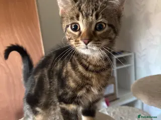 Mixed Breed cats Ready to leave - Advert 6