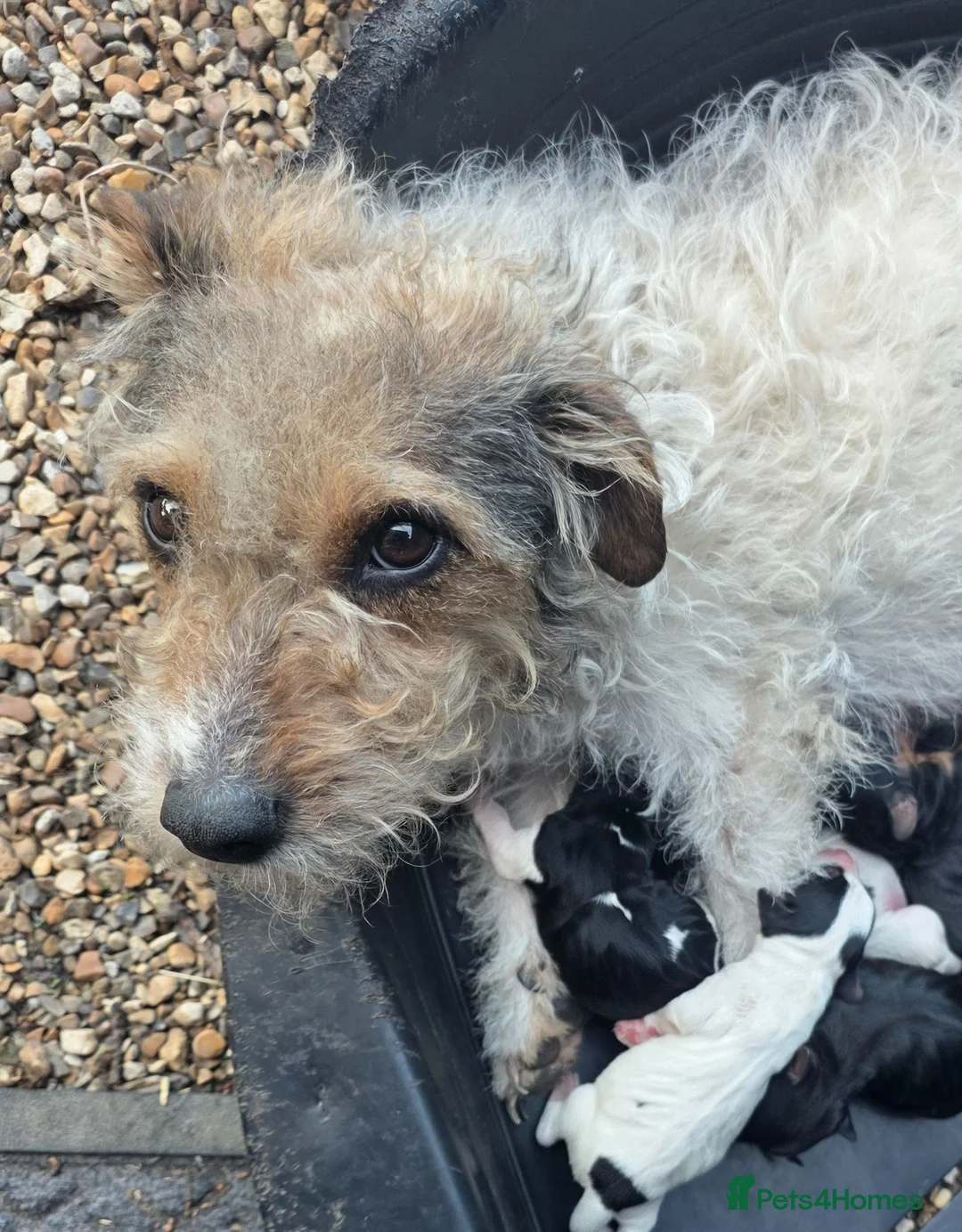 Jack Russell dogs for sale: Beautiful jack russell puppies ready now - Advert 33