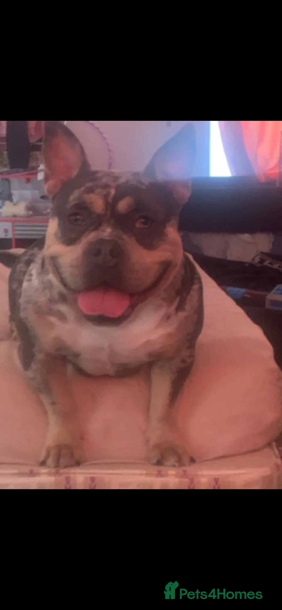 American Bully dogs for sale: 7 puppies looking for their new home  in Port Talbot - Advert 2