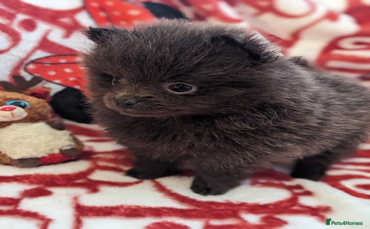 Pomeranian dogs - Advert 1