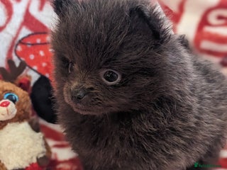 Pomeranian dogs - Advert 3