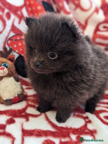 Pomeranian dogs - Advert 1