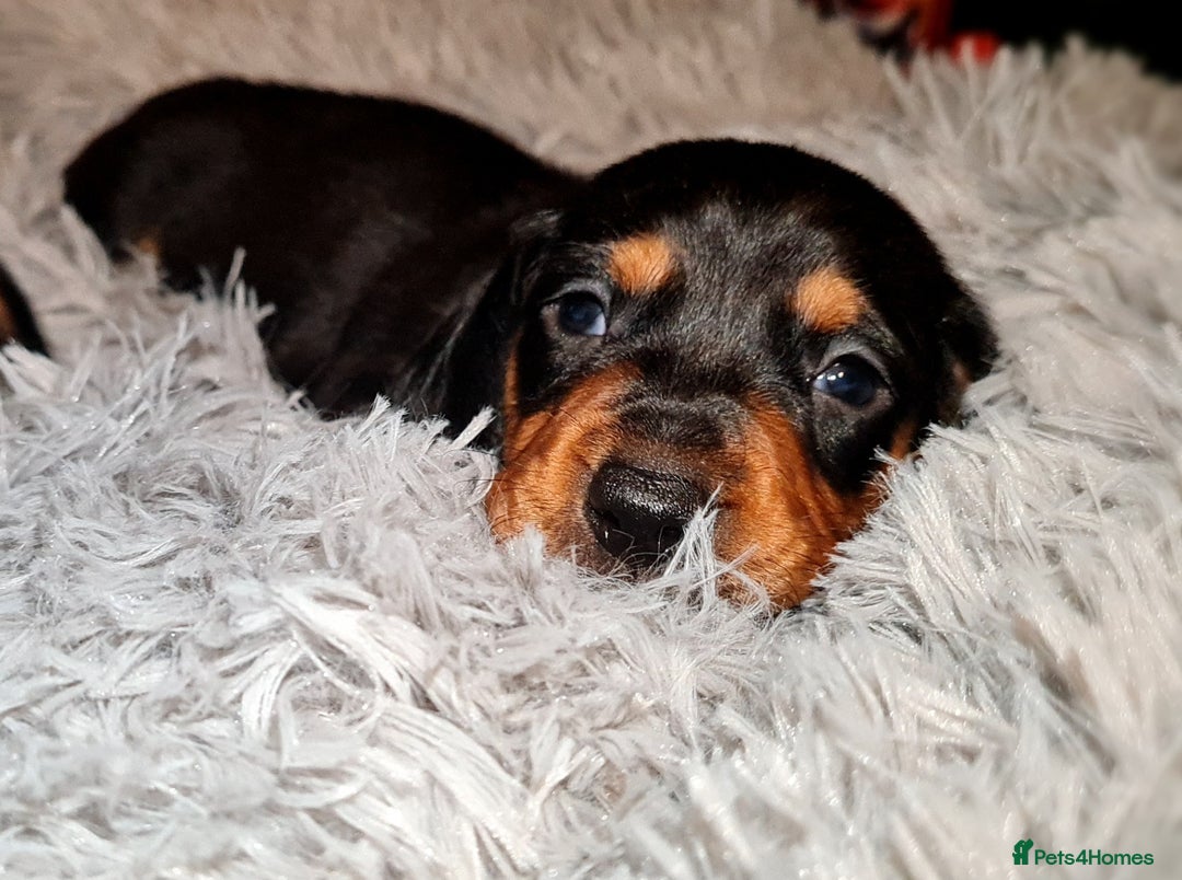 Miniature Dachshund dogs for sale: Extra miniature daschunds baby 🩷 - Advert 17
