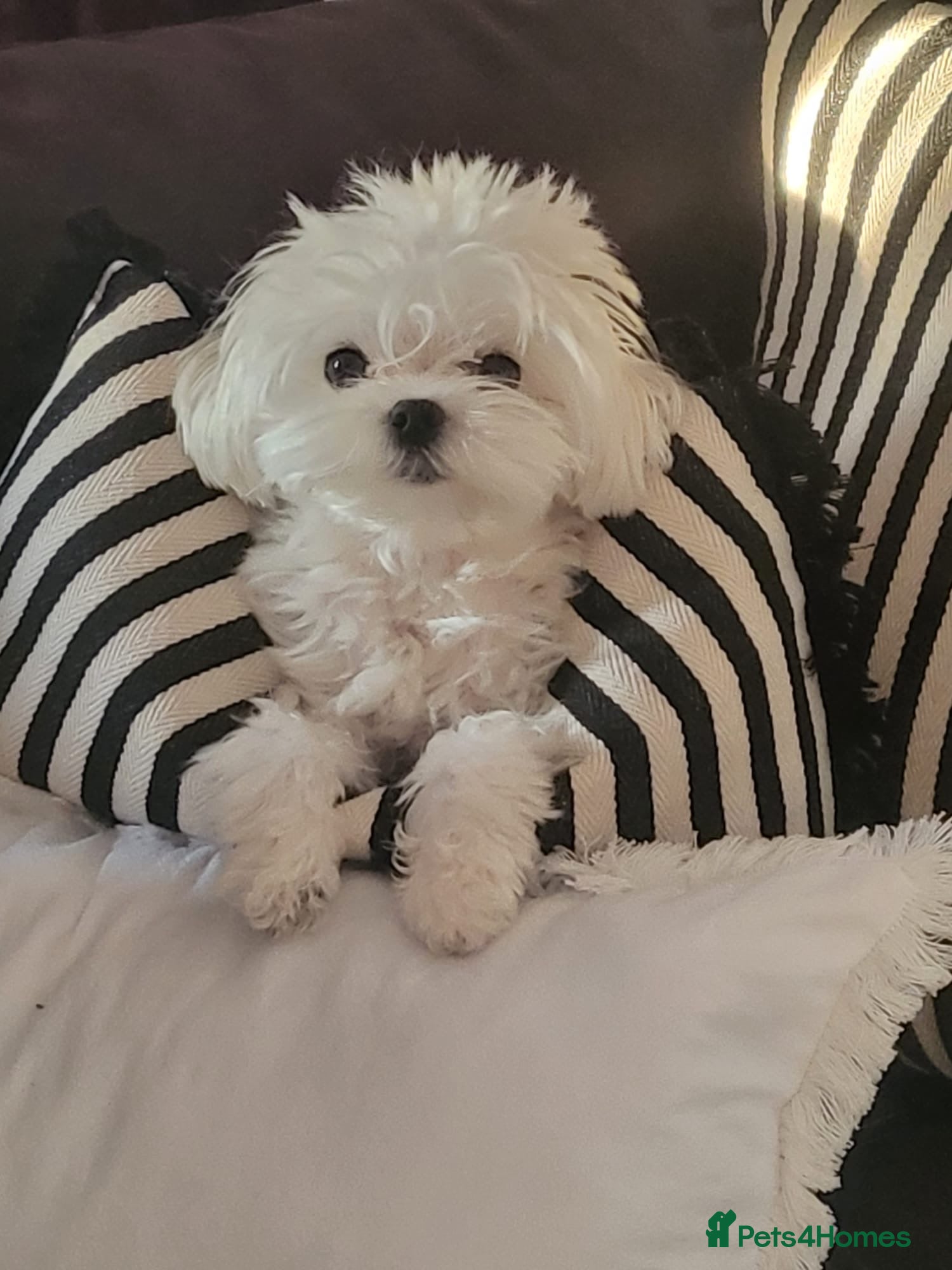 Maltese dogs Korean Maltese 3 year old girl - Advert 5