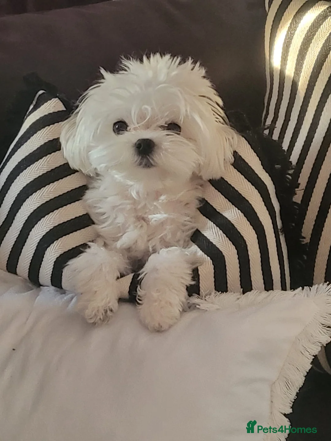 Maltese dogs for sale: Korean Maltese 3 year old girl - Advert 1