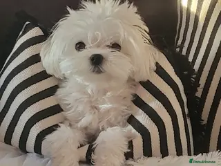 Maltese dogs Korean Maltese 3 year old girl - Advert 5