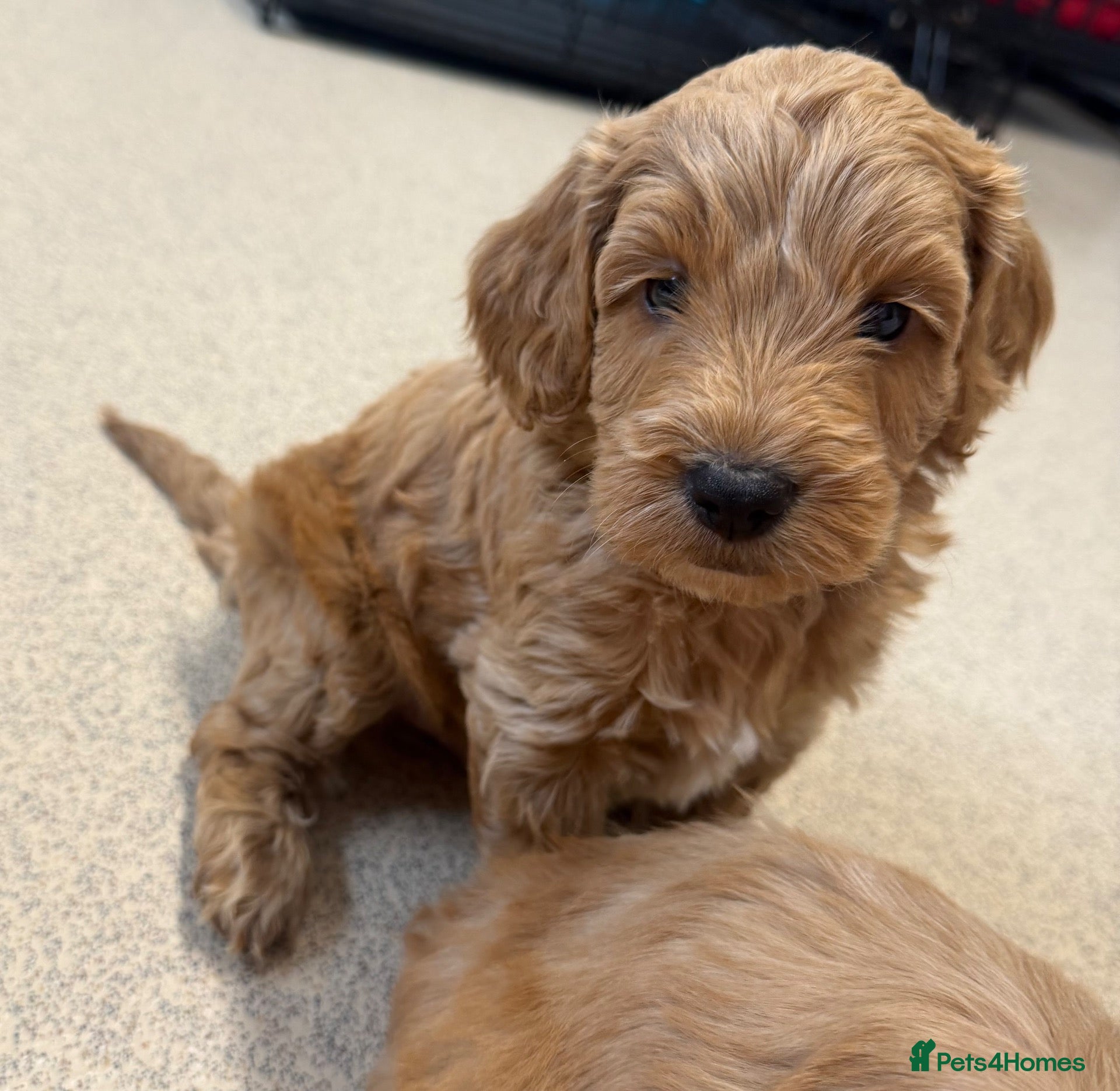Cockapoo dogs F1 Cockapoo Puppies READY NOW ONLY 2 LEFT - Advert 12