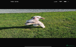 Shihpoo dogs for sale: Shipoos  - Image 13